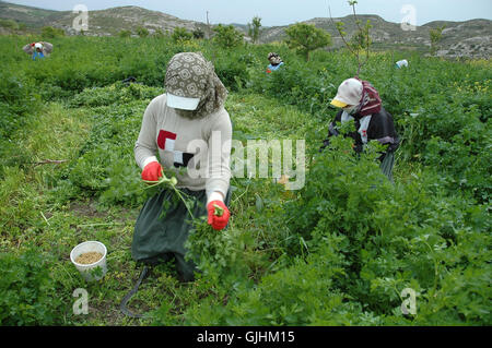 Prodotti agricoli stagionali i lavoratori lavorano in azienda di Adana. Foto Stock