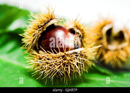 castagne Foto Stock