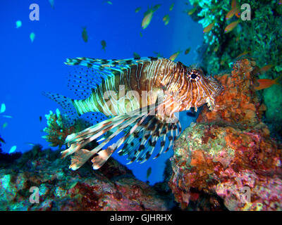 Immersione di pesce di mare profondo Foto Stock