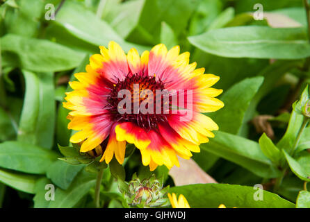 Autunno bello e mite con dei fiori di colore giallo e rosso petali. Foto Stock