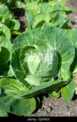 Gustosi piatti freschi cavoli verdi nel giardino di verdure Foto Stock