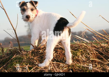 Parson russell terrier cucciolo scava Foto Stock