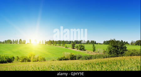 Sunrise oltre il campo di mais Foto Stock