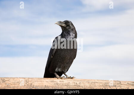 Bird swarthy nero Foto Stock