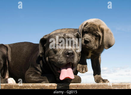 La canna da zucchero cani italiano Foto Stock