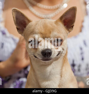 Carino sorridente chihuahua cane Foto Stock