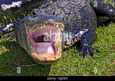 Denti del rettile coccodrillo Foto Stock