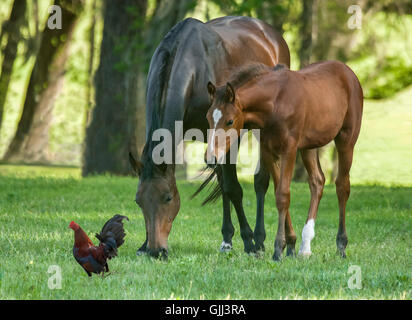 Warmblood mare con curiosi puledro in pascolo con pollo Foto Stock