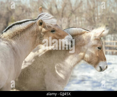 Fiordo norvegese colts pony giocare nel paddock nevoso Foto Stock