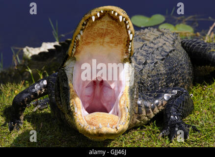 Pericolo denti del rettile Foto Stock