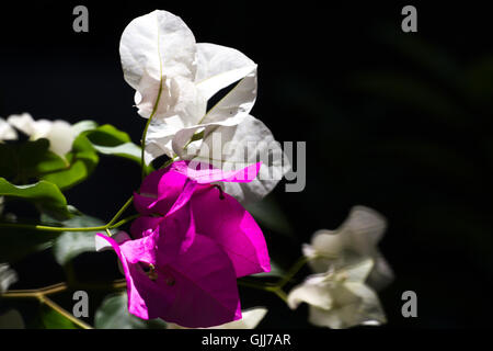 Colori luminosi bougainvillea fiori di carta. Viola la boccola colorata Foto Stock