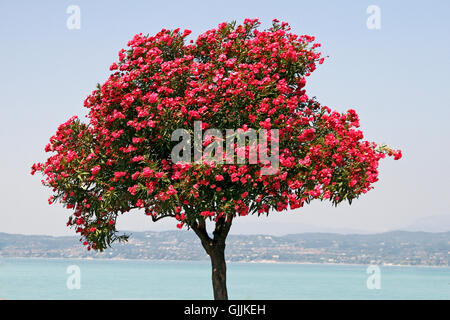 Alberi ad albero gardasee Foto Stock