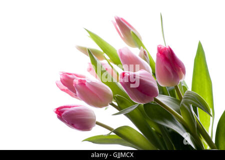 Tulipani 1 Foto Stock