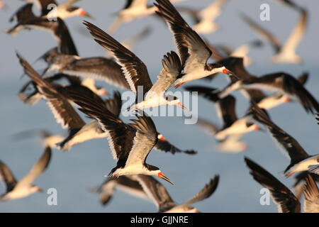Bird swarthy nero Foto Stock