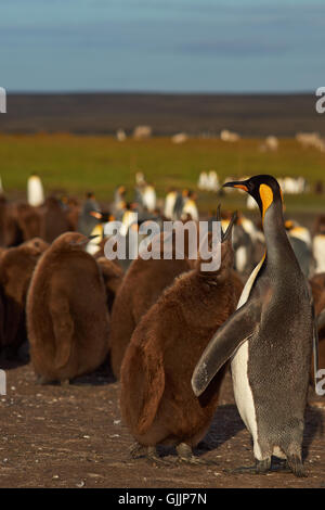 Adulto pinguino reale (Aptenodytes patagonicus) piedi tra un grande gruppo di quasi completamente cresciuti pulcini. Foto Stock