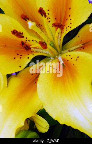 Piante e fiori lily Foto Stock