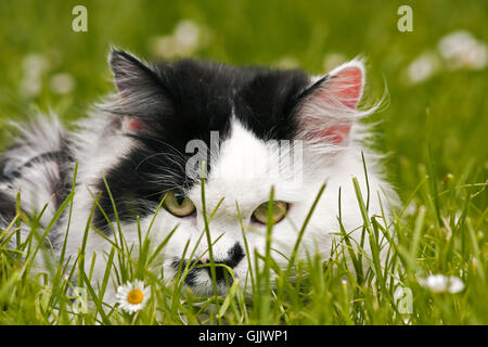 Pelle dapper accosting Foto Stock
