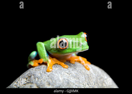 Animale verde anfibio Foto Stock