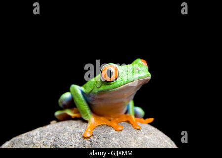 Isolato di anfibio animale Foto Stock