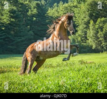 Cavallo andaluso stallone impennarsi in erba alta dei pascoli Foto Stock