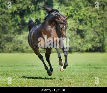 Dark bay Arabian Horse stallone bucks e corre a noi Foto Stock