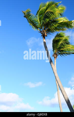 Albero alberi di palme Foto Stock