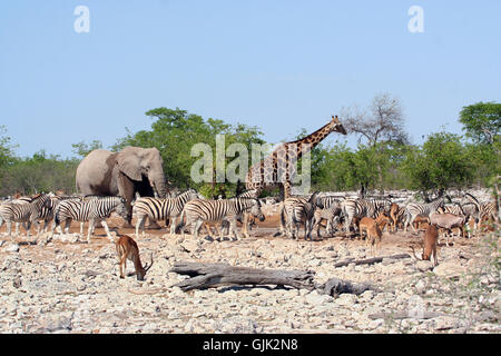 kalkhoevel Foto Stock