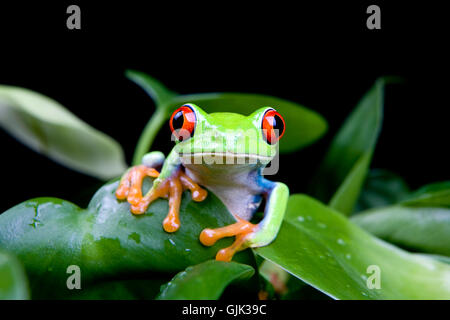 Anfibio animale nero Foto Stock