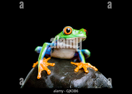 Isolato di anfibio animale Foto Stock