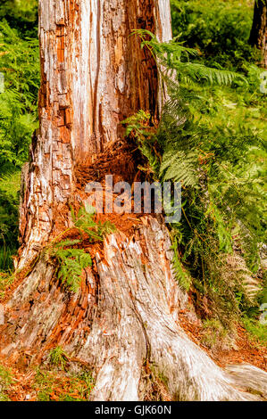 Il vecchio marciume tree Foto Stock