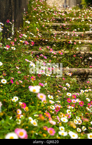 Passi ricoperta con fiori selvatici Foto Stock