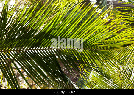 Albero di cocco lascia la texture Foto Stock