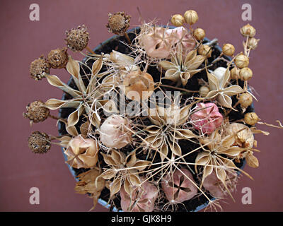 Bouquet elegante di fiori secchi Foto Stock