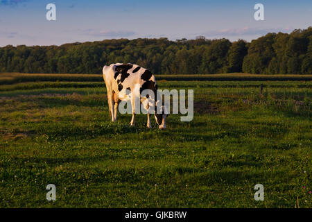 Holstein Frisoni (spesso abbreviato come Frisoni in Europa, e Holsteins in Nord una mucca di pascolare su campo vicino alla fattoria. Foto Stock