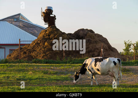 Holstein Frisoni (spesso abbreviato come Frisoni in Europa, e Holsteins in Nord una mucca di pascolare su campo vicino alla fattoria. Foto Stock