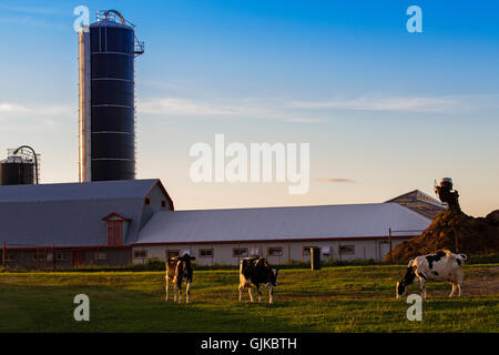 Holstein Frisoni (spesso abbreviato come Frisoni in Europa, e Holsteins in Nord una mucca di pascolare su campo vicino alla fattoria. Foto Stock