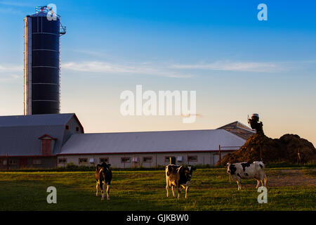 Holstein Frisoni (spesso abbreviato come Frisoni in Europa, e Holsteins in Nord una mucca di pascolare su campo vicino alla fattoria. Foto Stock