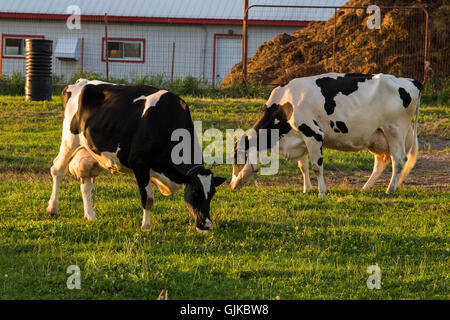 Holstein Frisoni (spesso abbreviato come Frisoni in Europa, e Holsteins in Nord una mucca di pascolare su campo vicino alla fattoria. Foto Stock