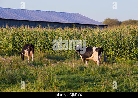 Holstein Frisoni (spesso abbreviato come Frisoni in Europa, e Holsteins in Nord una mucca di pascolare su campo vicino alla fattoria. Foto Stock