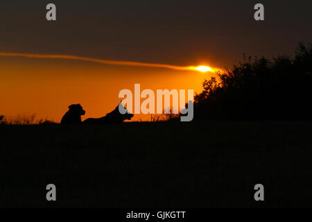 Le sagome di due cani (un mix di beagle e un mix di corgi) nella parte anteriore di un tramonto Foto Stock