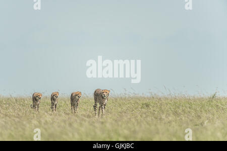 Madre e tre cuccioli - Cheetah Foto Stock