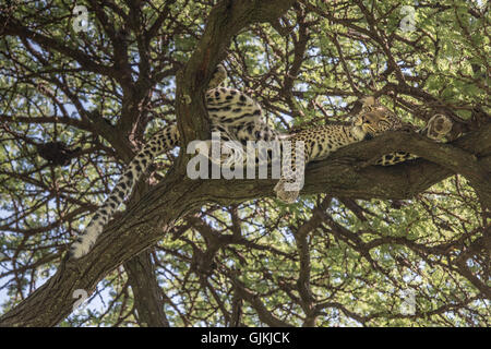 Leopard in una struttura ad albero Foto Stock