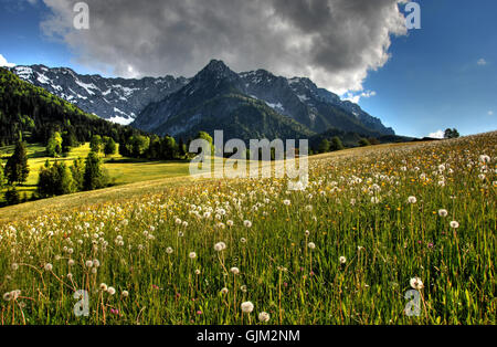 La molla prato di fronte al kaiser montagne Foto Stock