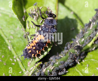 larva di coccinella Foto Stock