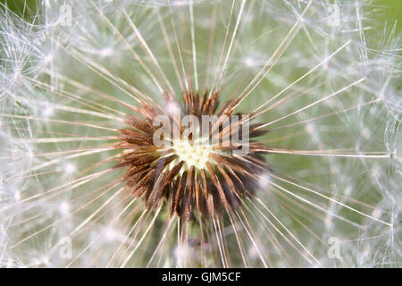 Cuore del dente di Leone Foto Stock