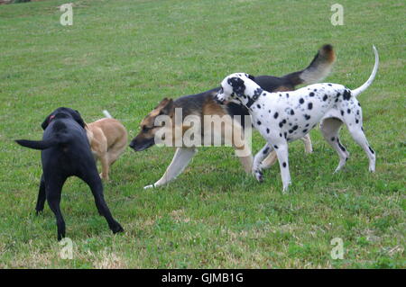Pack Foto Stock