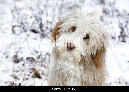 Collie barbuto in snow Foto Stock