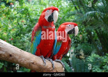 Zoo pappagalli vicino Foto Stock