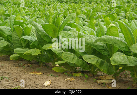 Nicotiana tabacum - tabacco coltivato 06 Foto Stock