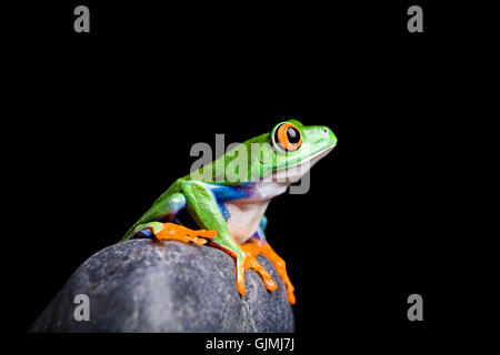 Isolato di anfibio animale Foto Stock